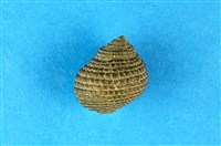 藏品(草蓆鐘螺)的圖片